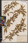 Foto von Salix fragilis L.